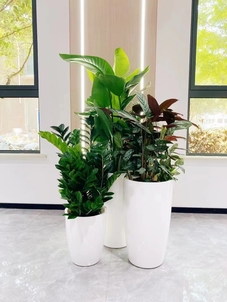 宁波盆景出租设计